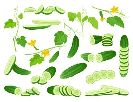 Cucumbers Green Vegetable Whole, Half and Sliced Big Vector Set Stock Illustration