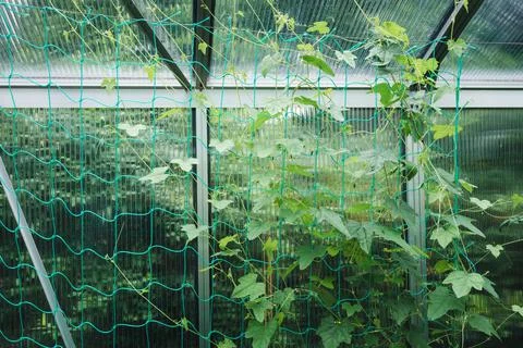 Cucumbers in a greenhouse Stock Illustration