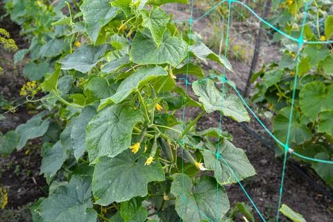 Cucumbers grow on a bed . Stock Photos