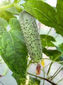 Cucumbers grow on the branches Stock Photos