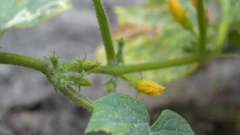 Cucumbers grow in garden bed. Beginning of cucumber growth Vídeos de archivo 323084501