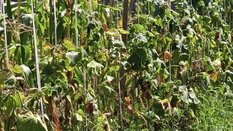 Cucumbers grow in the garden 스톡 동영상 78793218