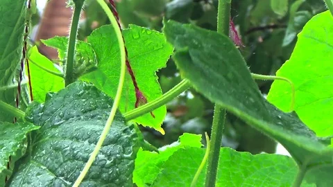 Cucumbers growing on a branch Video stock 82208540
