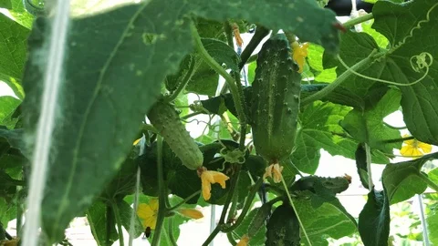 Cucumbers growing on branches in the garden. Stock-Footage 94130793