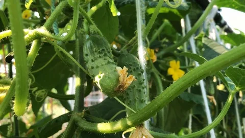 Cucumbers growing on branches in the garden. Stock Footage 94130806
