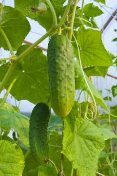 Cucumbers growing in the garden Stock Photos