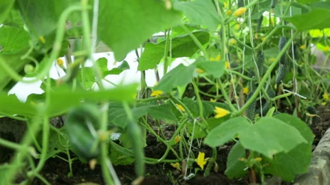 Cucumbers growing in greenhouse Video stock 101117185