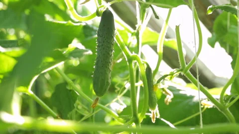 Cucumbers growing in greenhouse Stock Footage 101118960