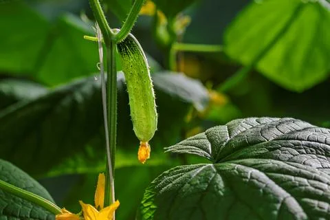 Cucumbers growing in a greenhouse Fotos de archivo