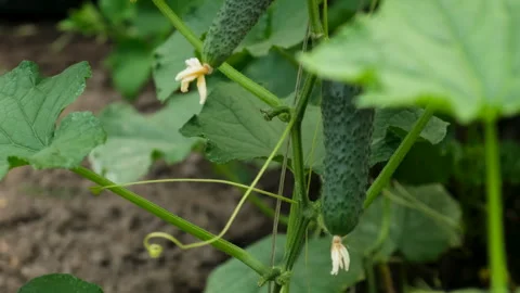 Cucumbers growing in a greenhouse. Selective focus. Stock Footage 262953376