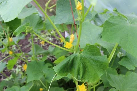 Cucumbers growing Stock Photos