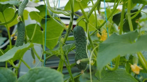 Cucumbers growing on vine inside greenhouse Stock Footage 313665994