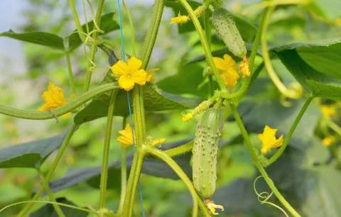 Cucumbers growing on a vine Free Stock Photos