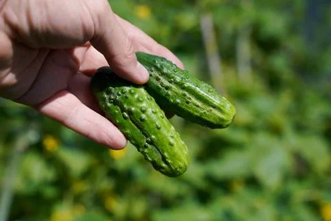 Cucumbers in a hand. Stock Photos