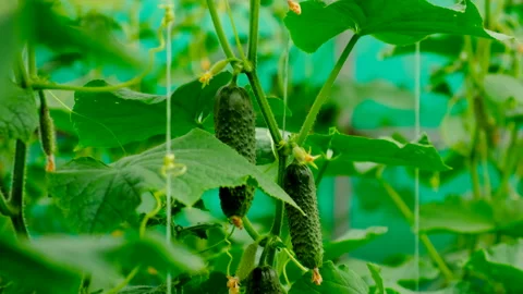 Cucumbers hang on the branches of the harvest. Selective focus. Stock Footage 246117862