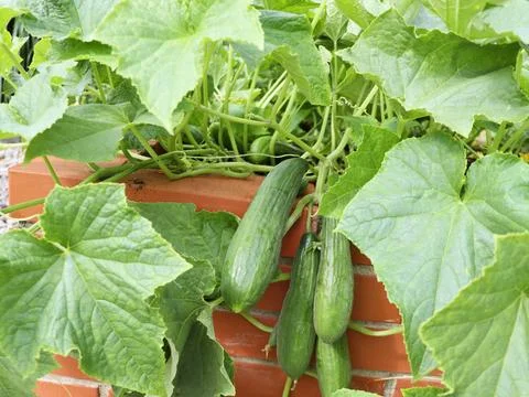 Cucumbers hanging on branch Stock Photos