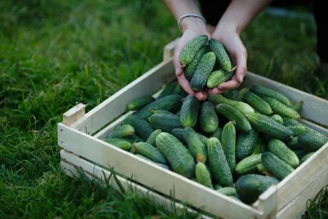 Cucumbers harvest Fotos Stock