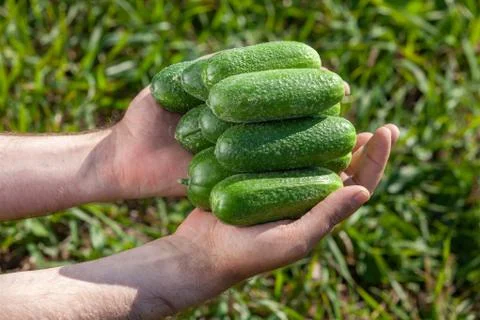 Cucumbers in human hands Stock Photos