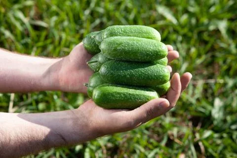 Cucumbers in human hands Stock Photos