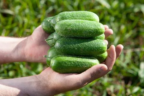 Cucumbers in human hands Stock Photos