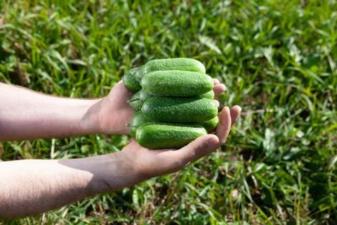 Cucumbers in human hands Stock Photos