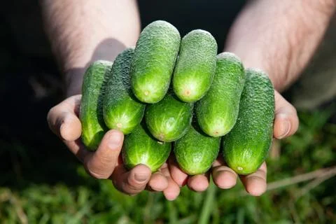 Cucumbers in human Stock Photos