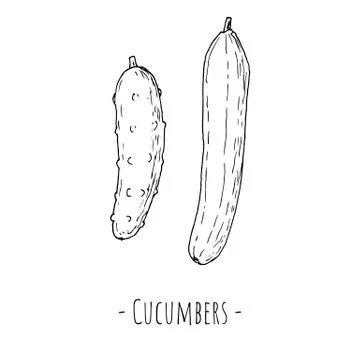 Cucumbers. Isolated objects on white. Vector illustration. Hand-drawn. Stock Illustration