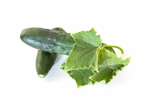 Cucumbers isolated over white. Stock Photos