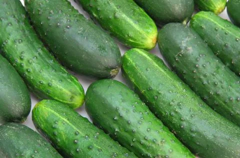 Cucumbers isolated on white background Foto stock