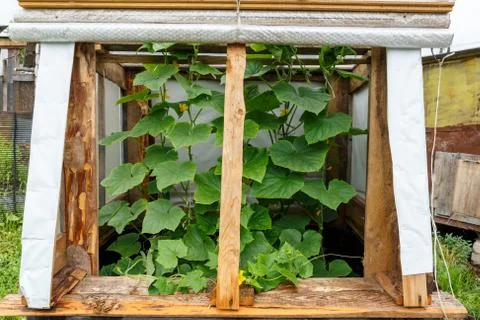 Cucumbers in the kitchen garden Stock Photos