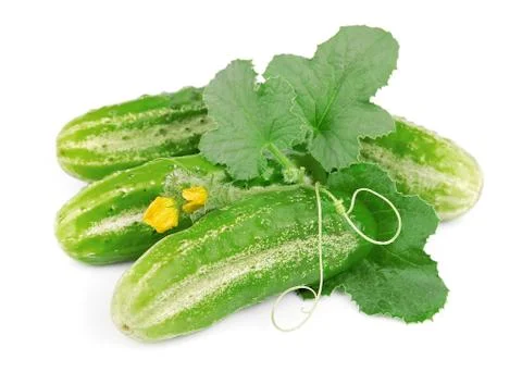 Cucumbers with leaves Stock Photos