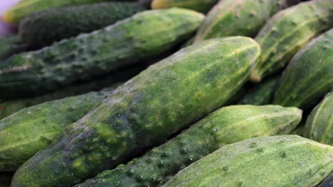 Cucumbers in Natural Light, Top View. Slider Shot. Top View. 스톡 동영상 290769118