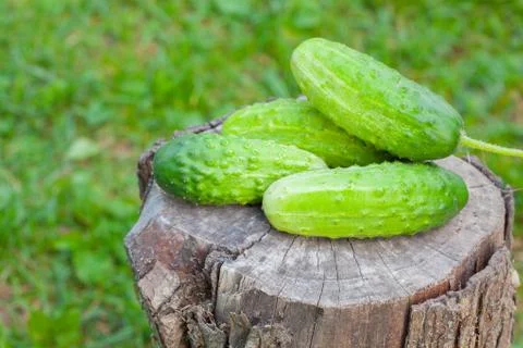 Cucumbers on an old tree stump closeup on background Stock Photos