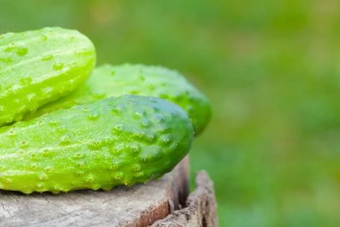 Cucumbers on an old tree stump closeup on background Stock Photos