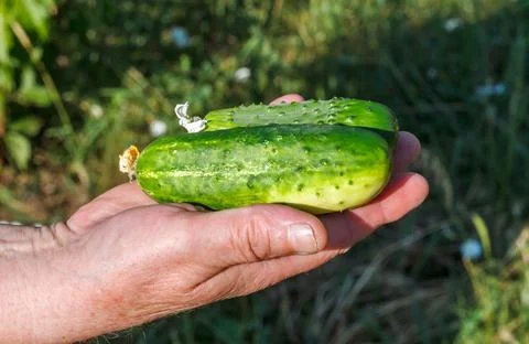 Cucumbers on the palm Stock Photos