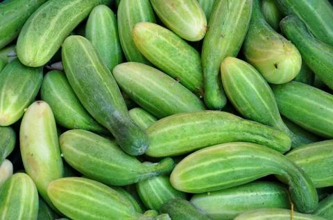 Cucumbers Stock Photos