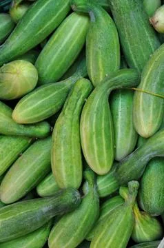 Cucumbers Foto stock