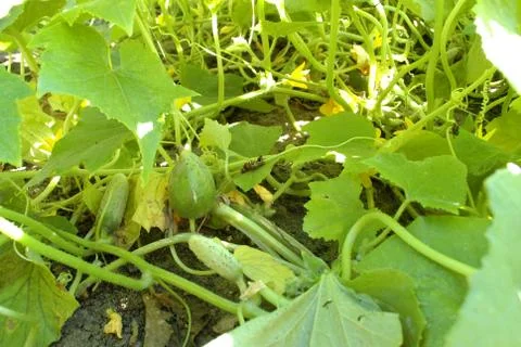 Cucumbers Stock Photos