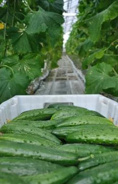 Cucumbers Stock Photos
