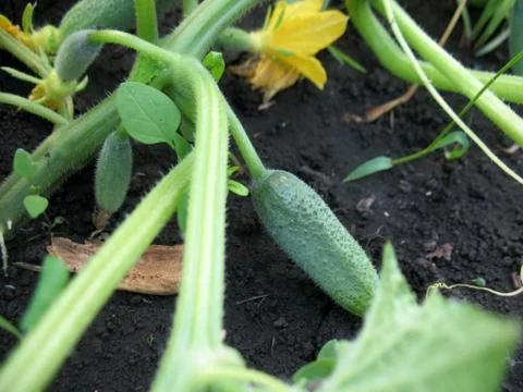 Cucumbers Stock Photos