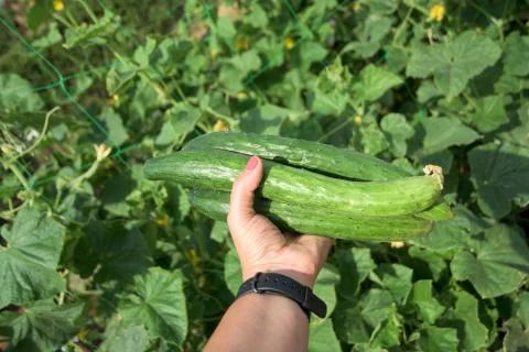 Cucumbers Stock Photos