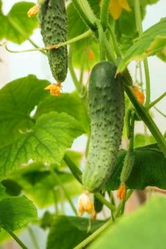 Cucumbers Stock Photos