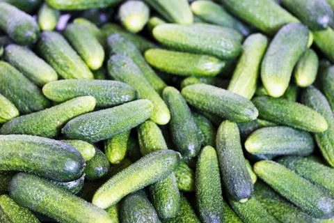 Cucumbers Stock Photos