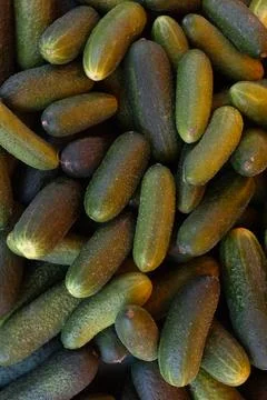 Cucumbers Stock Photos