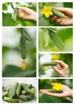 Cucumbers picking Stock Photos