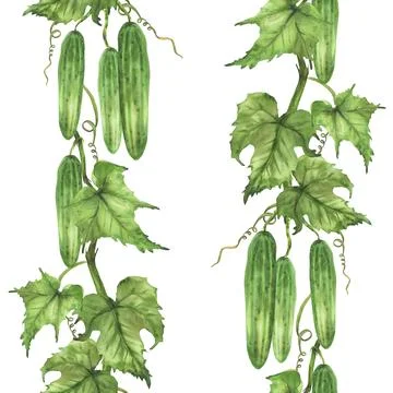Cucumbers plant branch seamless pattern. Hand painted watercolor illustration Stock Illustration