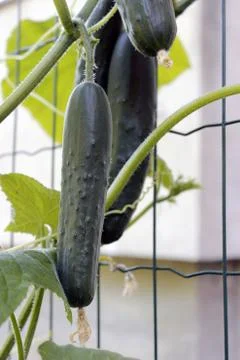Cucumbers on the plant 스톡 사진