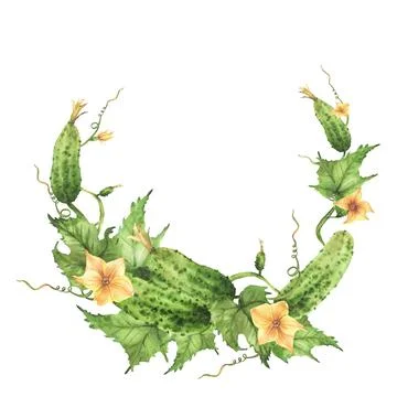 Cucumbers plant Semi circular frame. Watercolor painted Vegetables with flower Illustrazione stock
