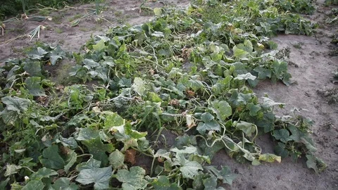 Cucumbers recorded in advance. Vegetable field Video stock 114605359