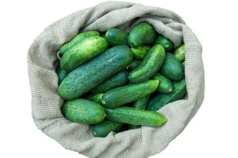 Cucumbers in sack on isolated background. Summer harvest closeup concept imag 스톡 사진